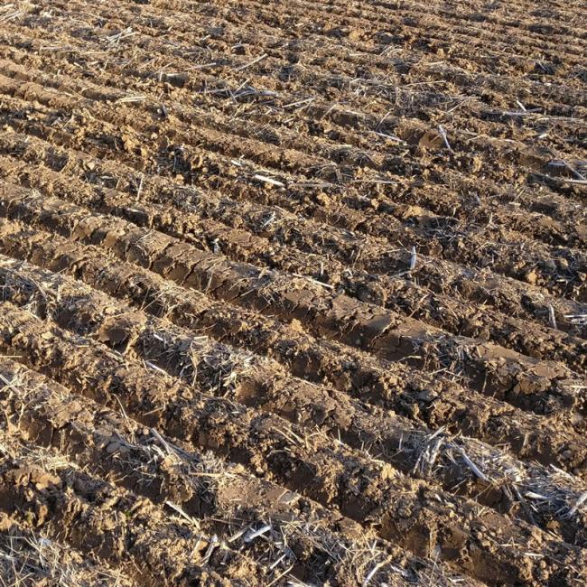 Furrows > A Thin Veneer